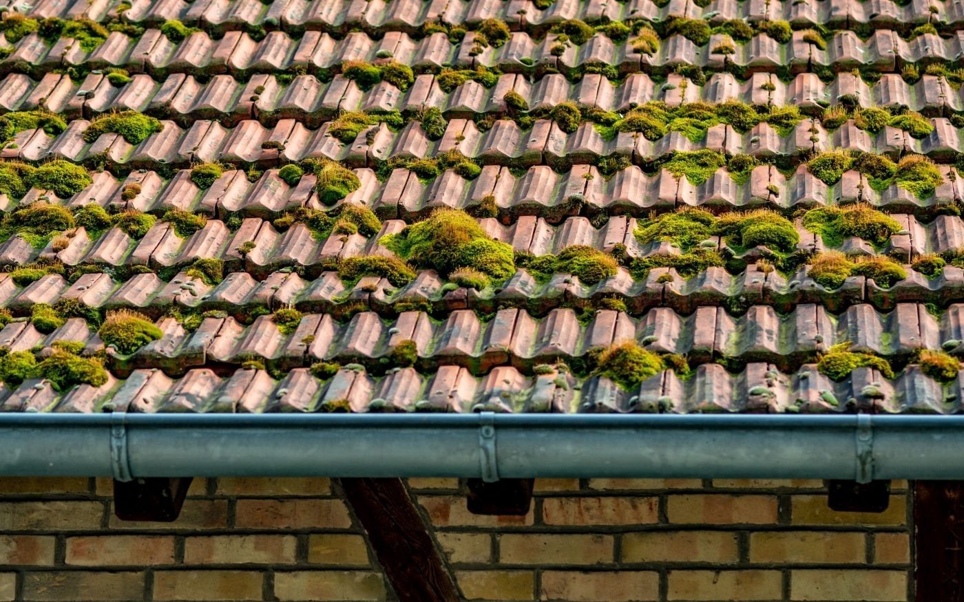 Moss-covered roof tiles above a gutter