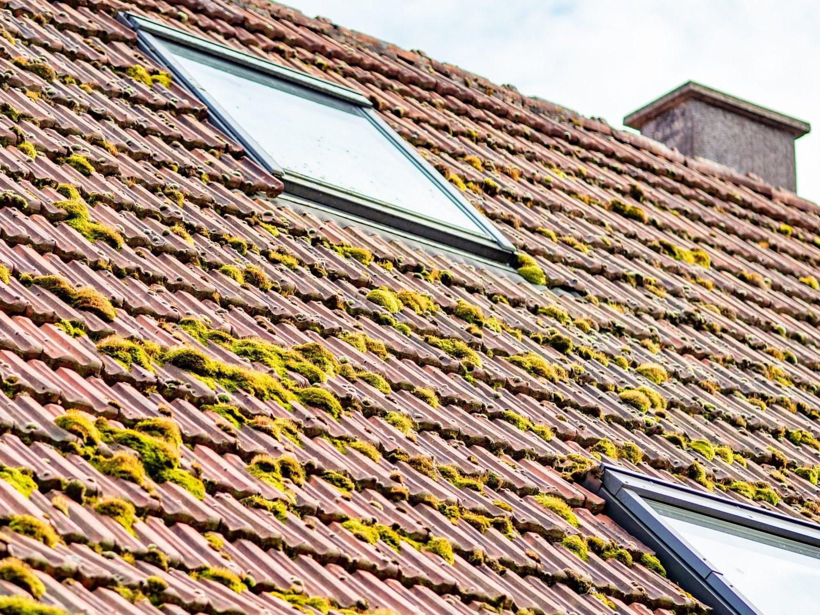 Close-up of moss on roof tiles before cleaning